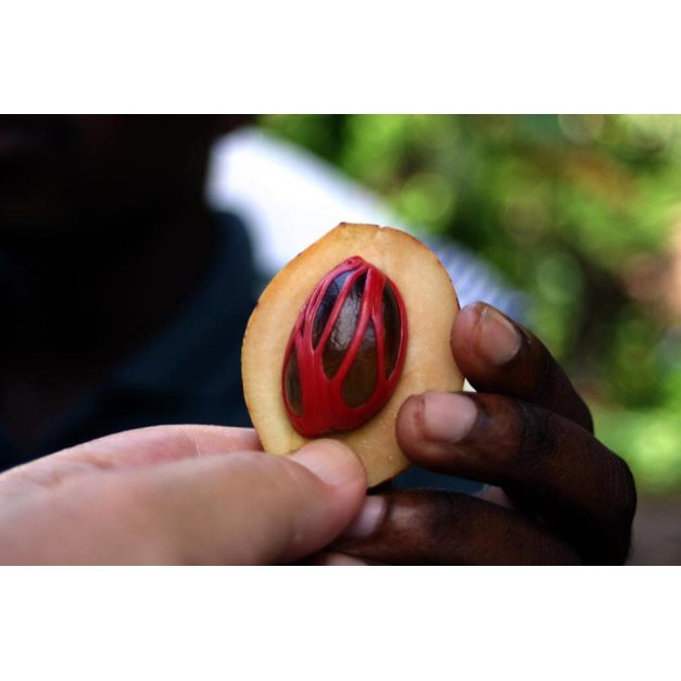 肉荳蔻核仁精油-10g