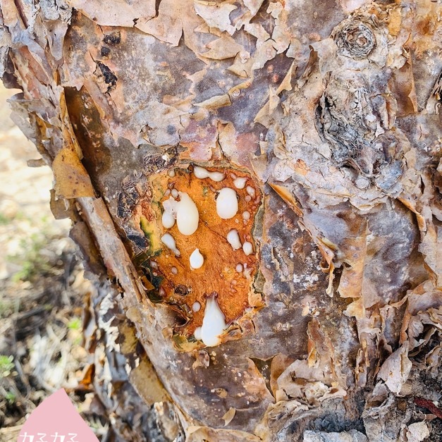 【預購】原裝銅鍋乳香純露-1L (1/19前)