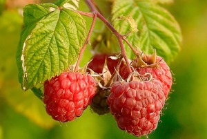 有機冷壓覆盆莓籽油-30ml