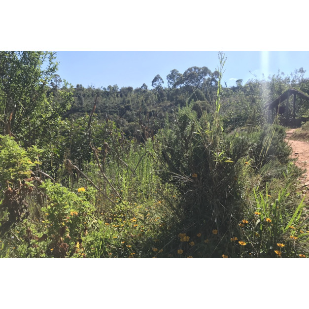 馬達加斯加迷迭香-5ml