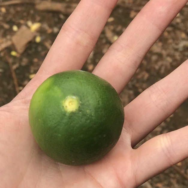 夏季清爽擴香組合包-萊姆、綠荳蔻、月桂烯迷迭香