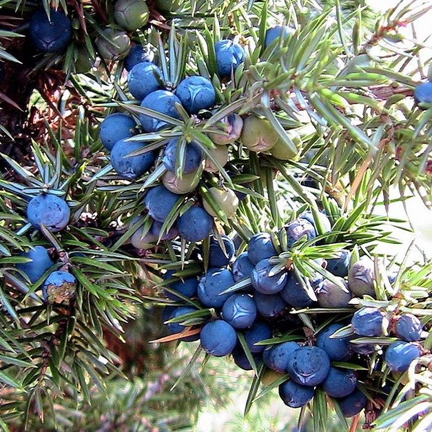 杜松漿果精油-5ml