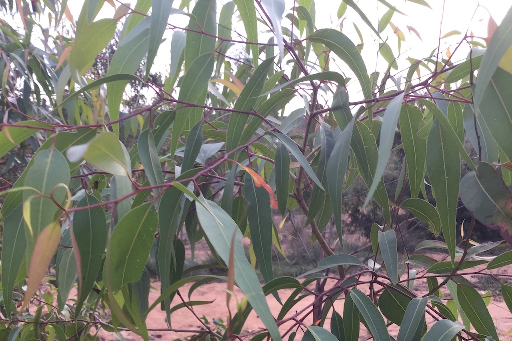 檸檬尤加利純精油-10ml/30ml