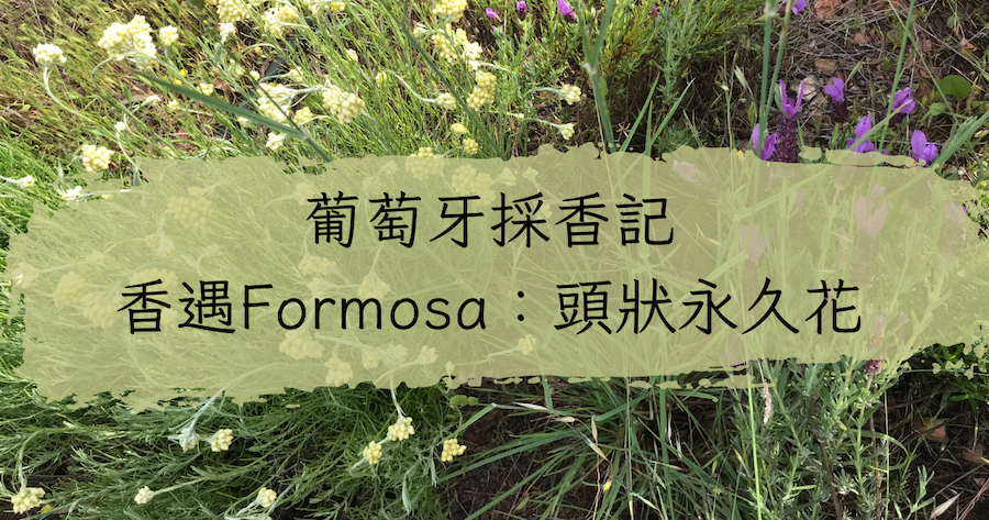 葡萄牙採香記 香遇Formosa：頭狀永久花