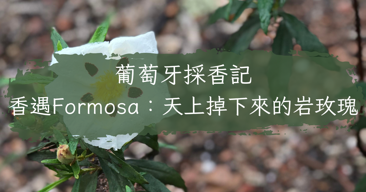 葡萄牙採香記 香遇Formosa:天上掉下來的岩玫瑰