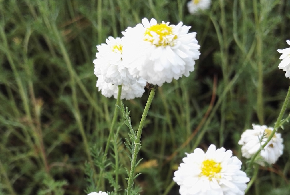 特級羅馬洋甘菊精油-5ml