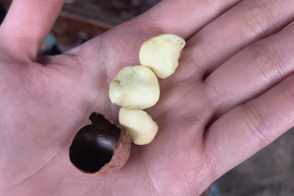 冷壓瓊崖海棠油-30ml （兩件85折優惠放送中）