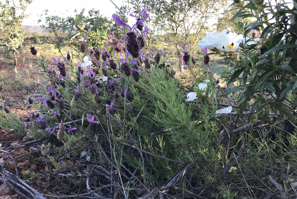 月桂烯迷迭香純精油-5ml