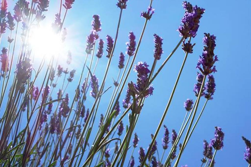 真正薰衣草-5ml/30ml