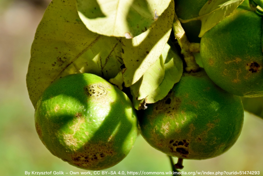 香檸檬（佛手柑）精油-5ml