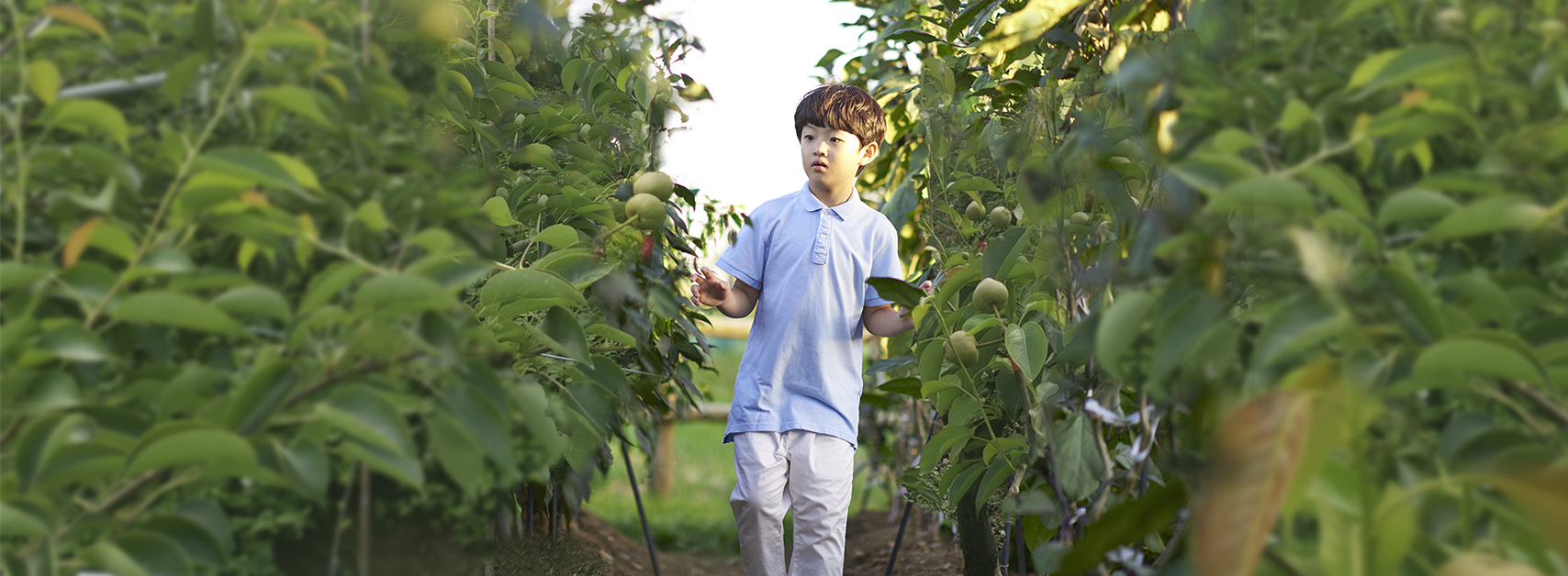 男孩在甘露梨園