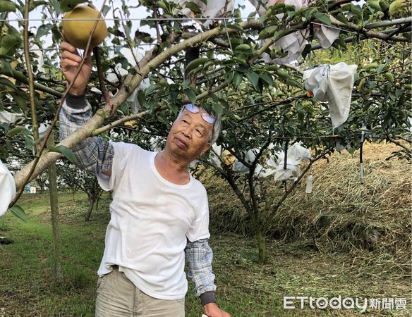 首例！花20年育種「寶島甘露梨」被偷種