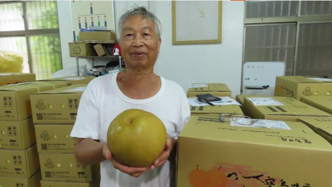 24年磨一劍!他發明寶島甘露梨成市場主流 補好補滿台灣水梨拼圖