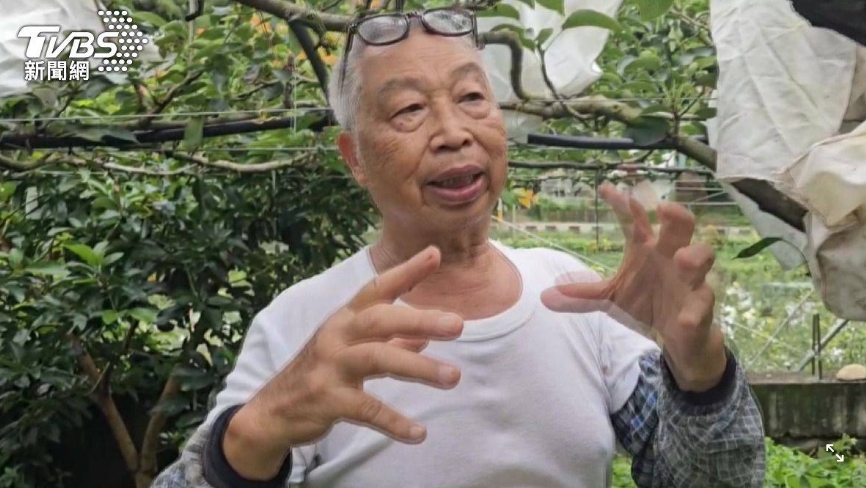 「寶島甘露梨」遭大量偷種!8成市售品是仿冒 研發者心痛曝內幕