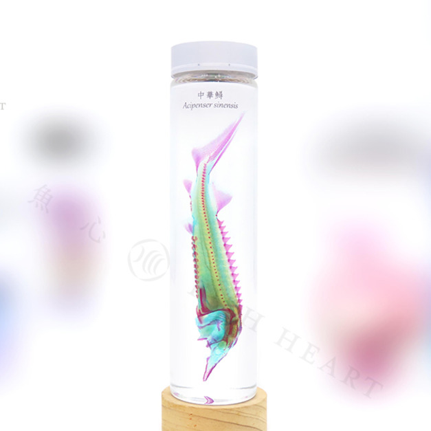 透明生物標本 - 中華鱘 Acipenser sinensis