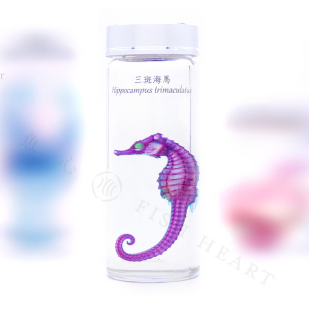 透明生物標本 - 三斑海馬 Hippocampus trimaculatus