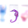 透明生物標本 - 三斑海馬 Hippocampus trimaculatus_1