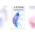 透明生物標本 - 奇異海蟑螂 Ligia exotica_2
