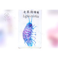 透明生物標本 - 奇異海蟑螂 Ligia exotica_3