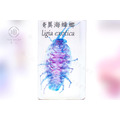 透明生物標本 - 奇異海蟑螂 Ligia exotica_4
