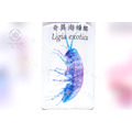 透明生物標本 - 奇異海蟑螂 Ligia exotica_5