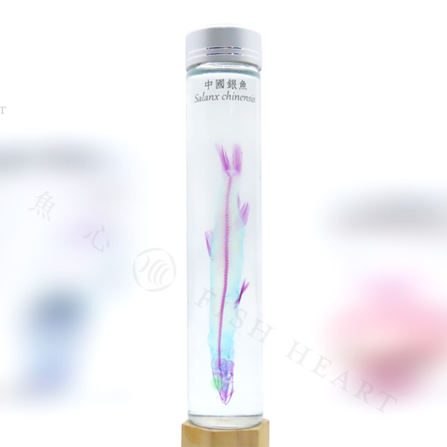 透明生物標本 - 中國銀魚 Salanx chinensis