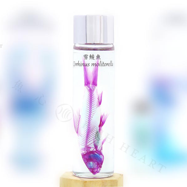 透明生物標本 - 雪鯪魚 Cirrhinus molitorella