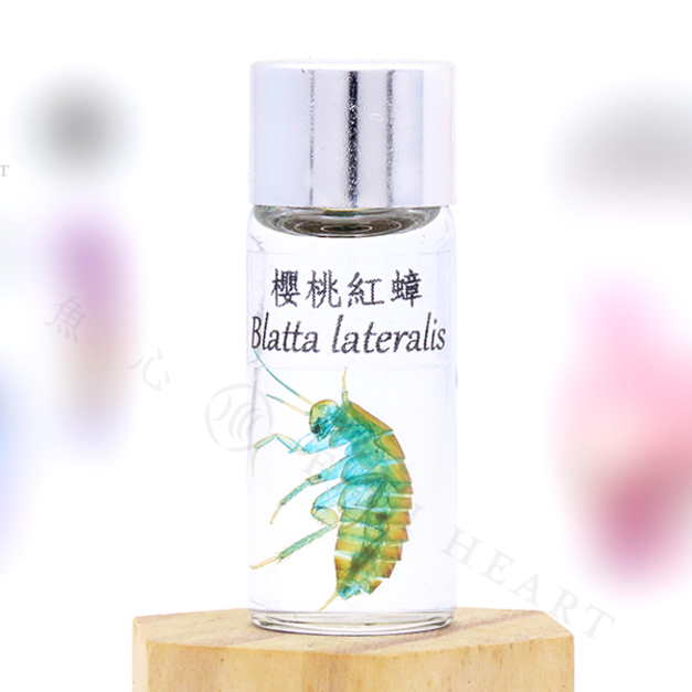 透明生物標本 - 櫻桃紅蟑 Blatta lateralis
