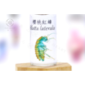 透明生物標本 - 櫻桃紅蟑 Blatta lateralis_1