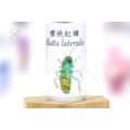 透明生物標本 - 櫻桃紅蟑 Blatta lateralis_2
