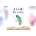 透明生物標本 - 櫻桃紅蟑 Blatta lateralis_3