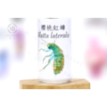 透明生物標本 - 櫻桃紅蟑 Blatta lateralis_4