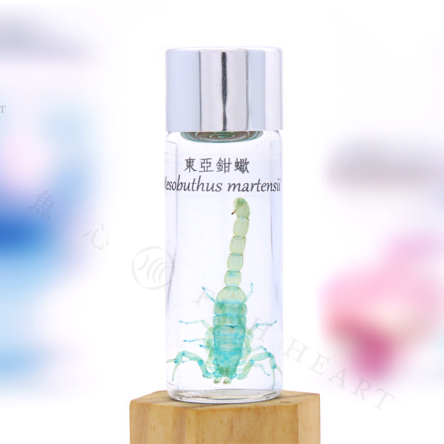 透明生物標本 - 東亞鉗蠍 Mesobuthus martensii