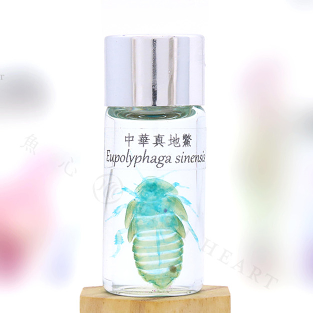 標本用品 Taiwan Dytiscoidae sp.38mm 新品入荷】 全新升級大標本箱到貨囉！ 為了提高產品的品質及實用