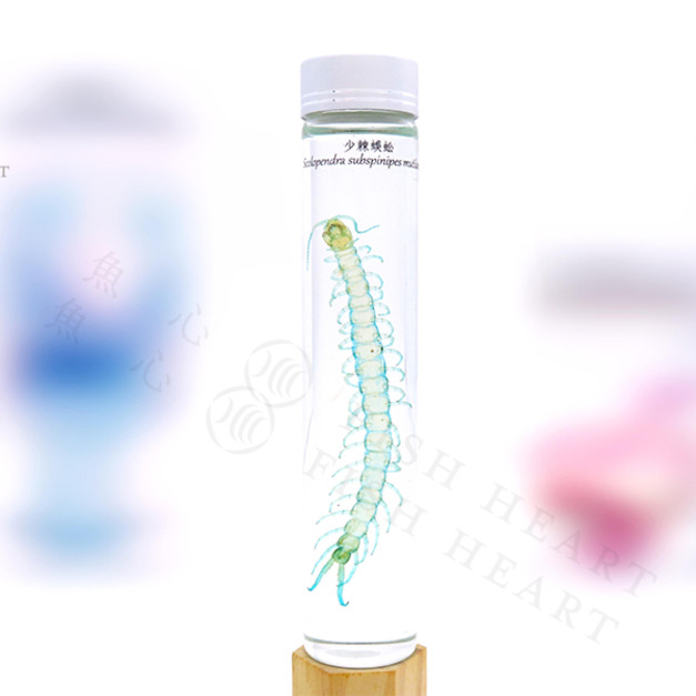 透明生物標本 - 少棘蜈蚣 Scolopendra subspinipes