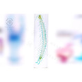 透明生物標本 - 少棘蜈蚣 Scolopendra subspinipes_5