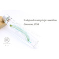 透明生物標本 - 少棘蜈蚣 Scolopendra subspinipes_7