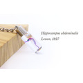 透明生物鑰匙圈 - 膨腹海馬 Hippocampus abdominalis_4