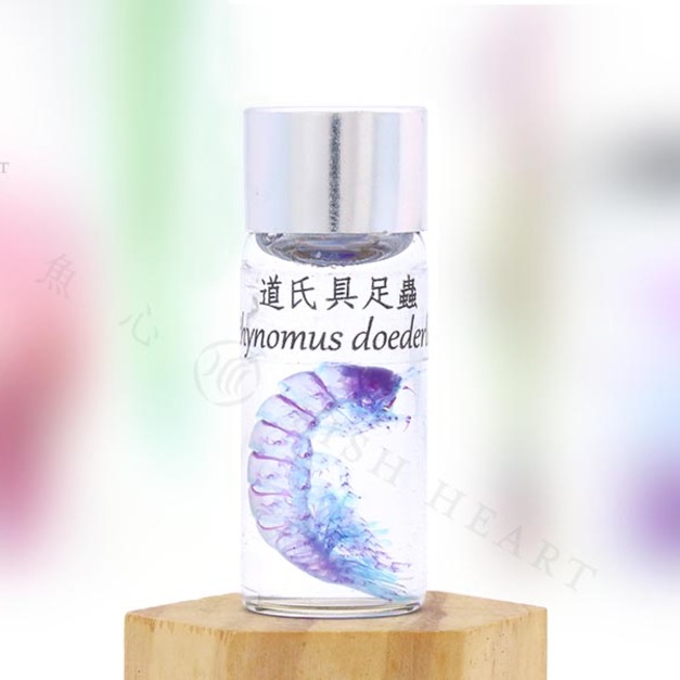 透明生物標本 - 道氏具足蟲 Bathynomus doederleinii (小)