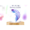透明生物標本 - 道氏具足蟲 Bathynomus doederleinii (中)_3