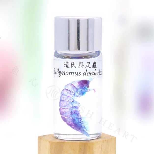 透明生物標本 - 道氏具足蟲 Bathynomus doederleinii (中)