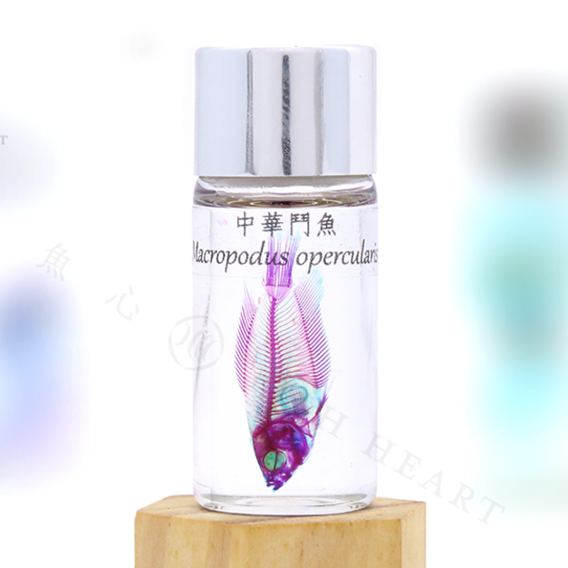 透明生物標本 - 中華鬥魚 Macropodus opercularis 【網路限定】