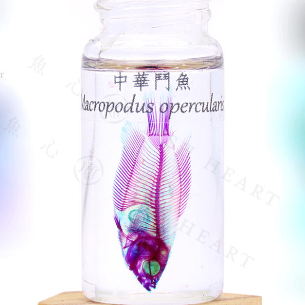 透明生物標本- 金魚Carassius auratus | Fish Heart 魚心標本藝術