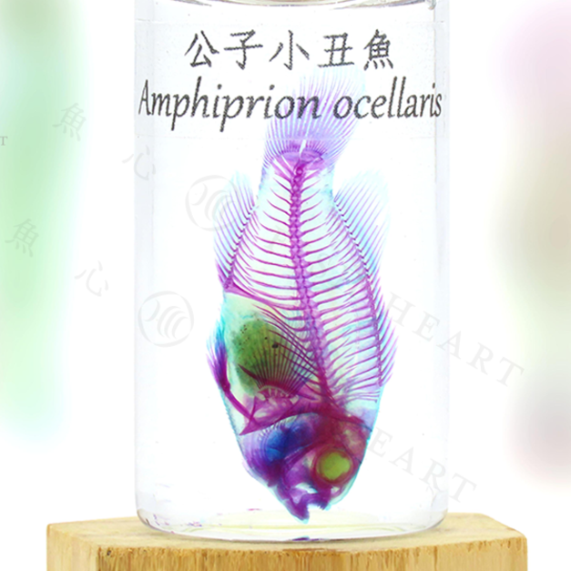 透明生物標本- 金魚Carassius auratus | Fish Heart 魚心標本藝術