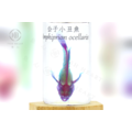 透明生物標本 - 公子小丑魚 Amphiprion ocellaris (大)_2