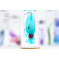 透明生物標本 - 台灣鎖管 Uroteuthis chinensis (大)_2
