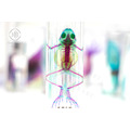 透明生物標本 - 美洲牛蛙 Lithobates catesbeianus_1