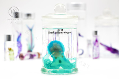 透明生物標本 - 短蛸  Amphioctopus fangsiao