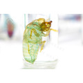 透明生物標本 - 草蟬(蟬蛻) Mogannia hebes【網路限定】_3