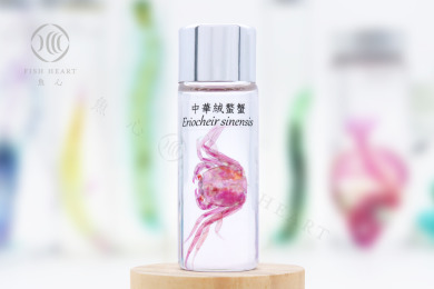 透明生物標本 - 中華絨螯蟹 Eriocheir sinensis (小)